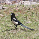 Image of Black-rumped Magpie