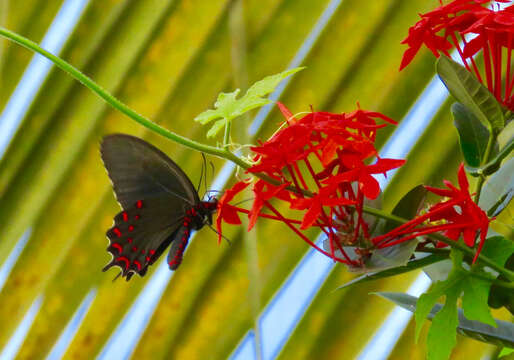 Image of Parides photinus (Doubleday 1844)