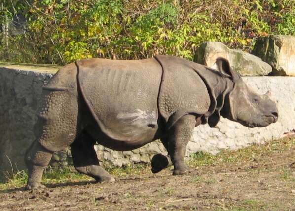 Image of Indian Rhinoceros