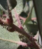 Image of pointleaf manzanita