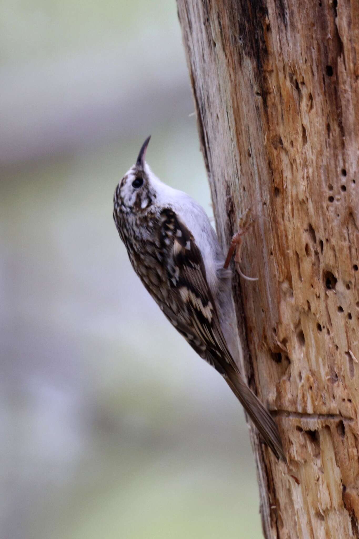 صورة Certhia familiaris familiaris Linnaeus 1758