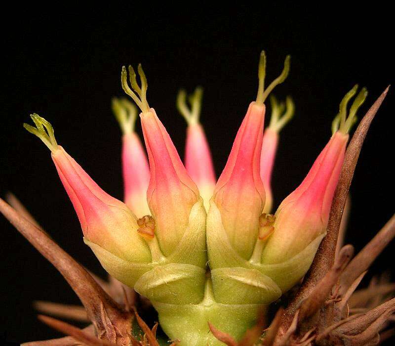 Image of Euphorbia neohumbertii Boiteau