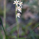 Hesperantha spicata (Burm. fil.) N. E. Br.的圖片