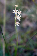 Image of Hesperantha spicata (Burm. fil.) N. E. Br.