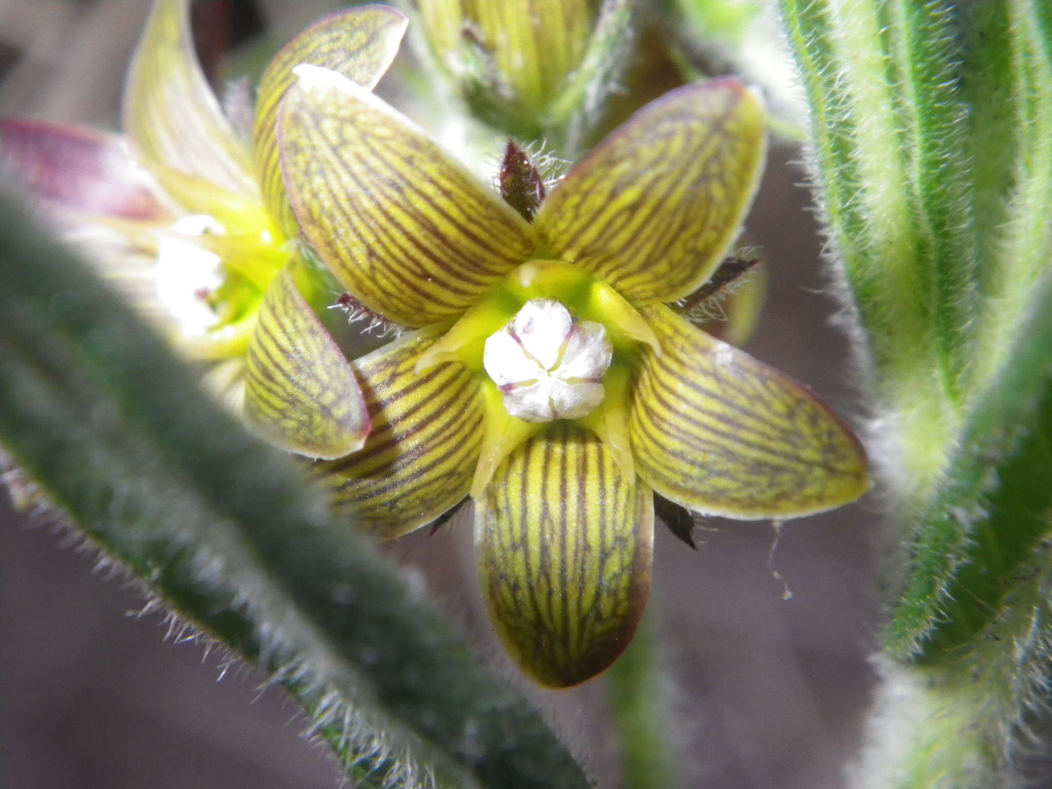 Image of Schizoglossum hamatum E. Mey.