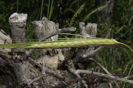 Image of spontaneous barley