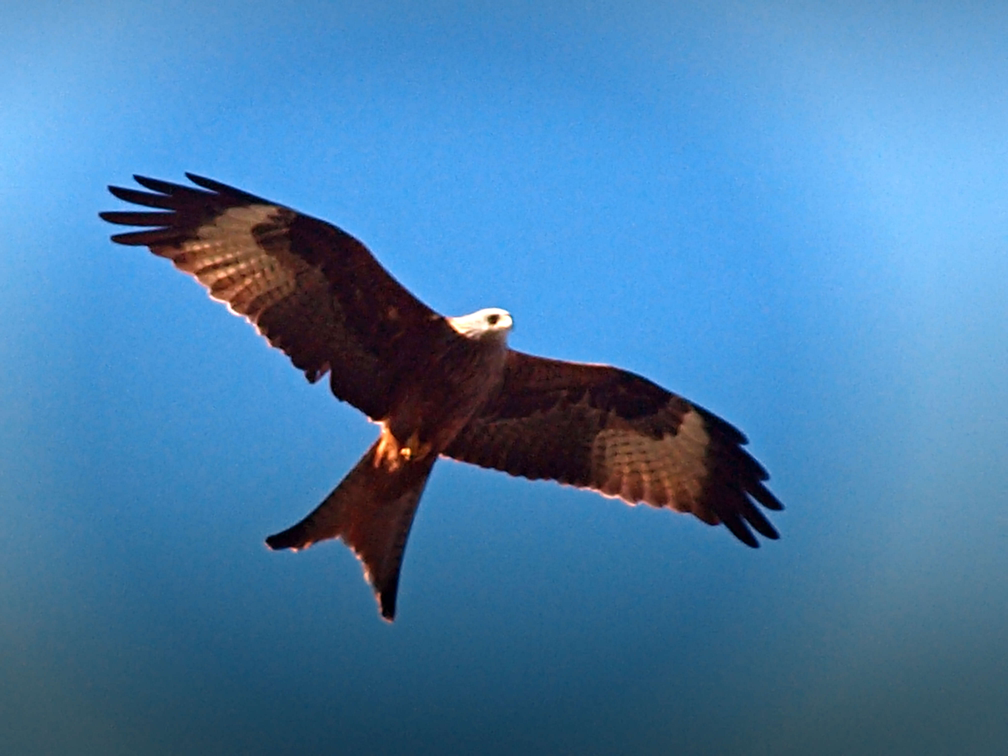 Image of Red Kite