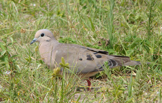 Image of Eared Dove