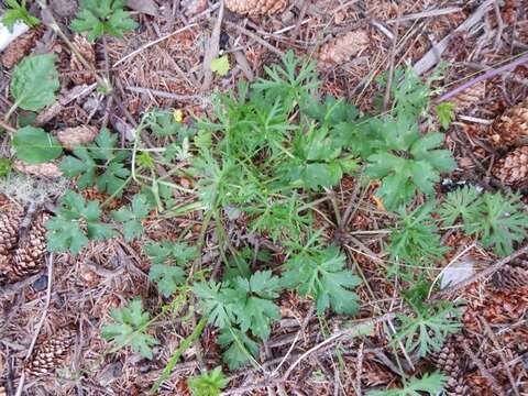 Image of cut-leaved cranesbill