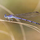 Image of Lavender Dancer