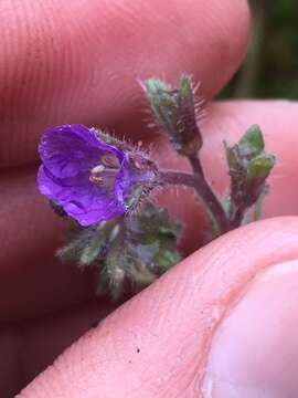 Image of Mariposa phacelia