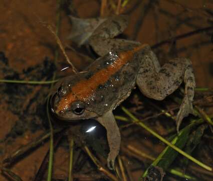 Image of Sumatran Puddle Frog