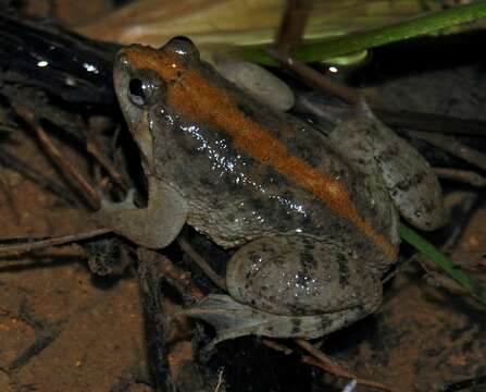 Image of Sumatran Puddle Frog