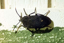 Image of Velvety Bark Beetle