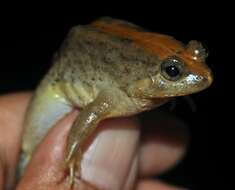 Image of Sumatran Puddle Frog