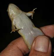 Image of Sumatran Puddle Frog