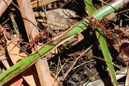 صورة Myrmecia brevinoda Forel 1910