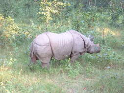 Image of Indian Rhinoceros