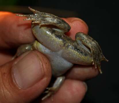 Image of Sumatran Puddle Frog