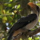 Image of Ceylon Grey-Hornbill