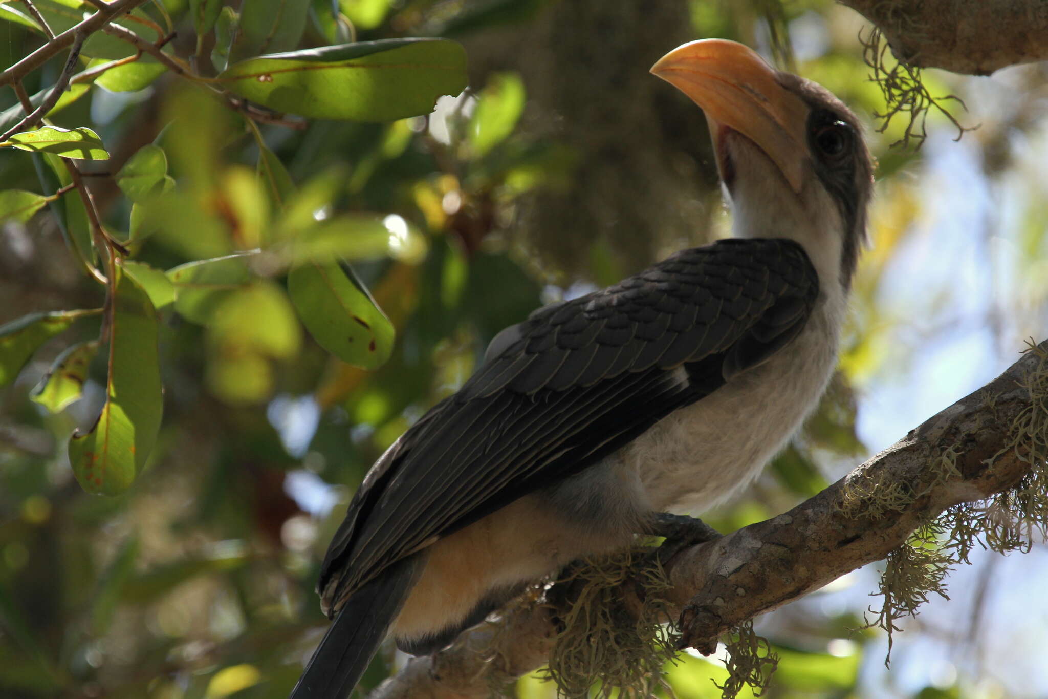 Image of Ceylon Grey-Hornbill