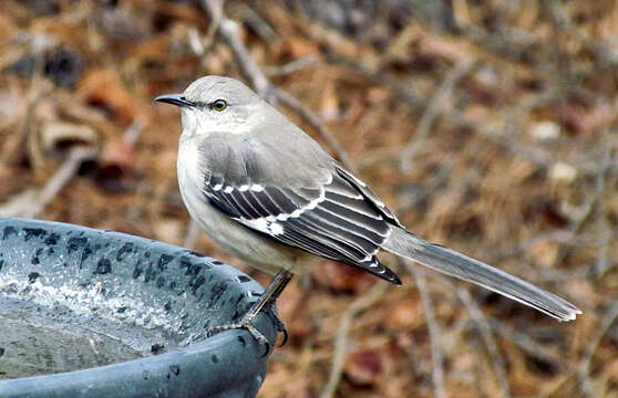 Image of Mimus Boie & F 1826