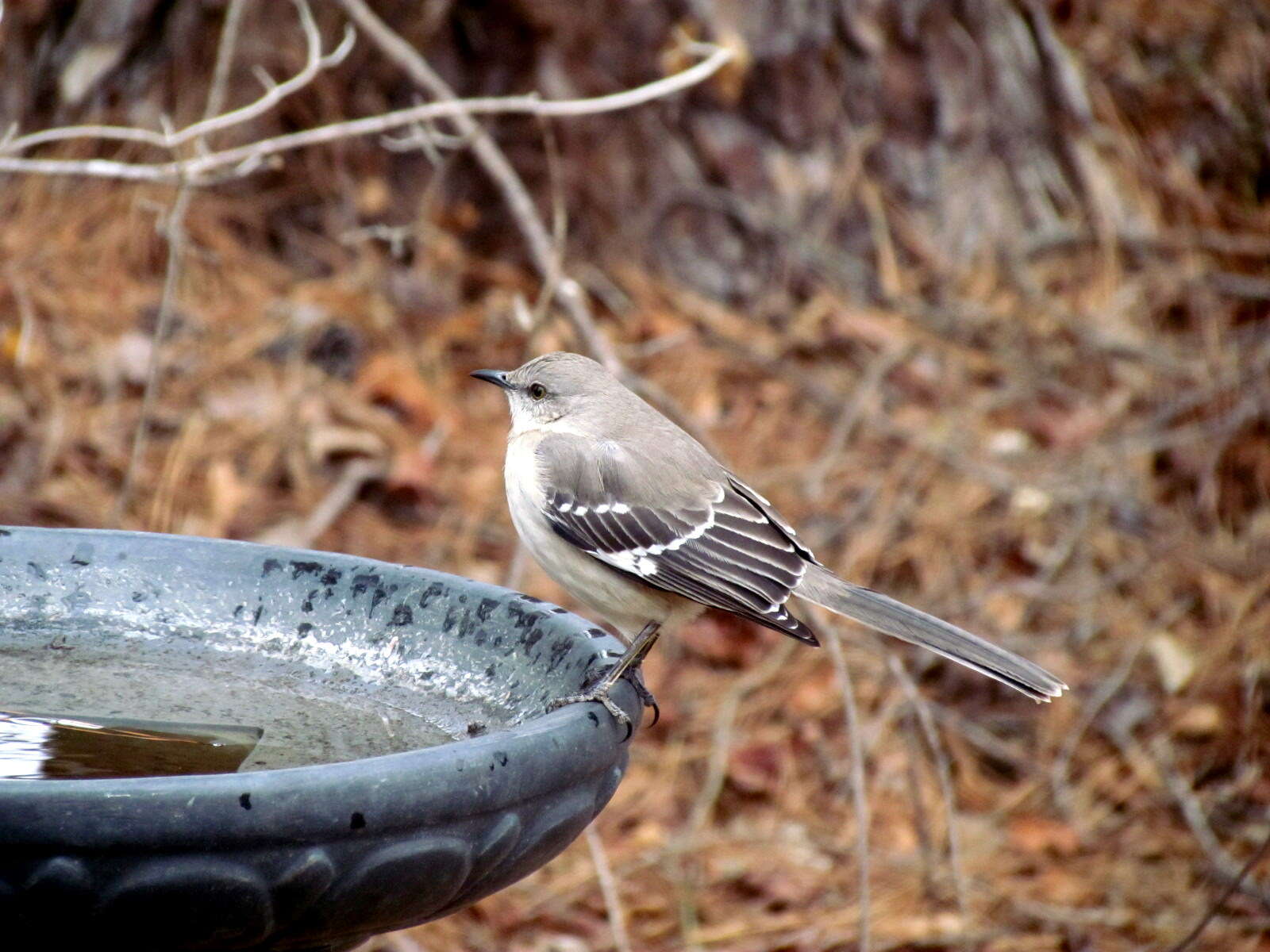 Image of Northern Mockingbird