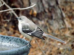 Image of Northern Mockingbird