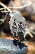 Image of Northern Mockingbird