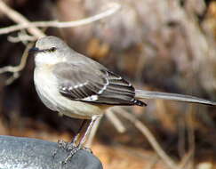 Image of Northern Mockingbird