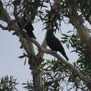 Image of Metallic Pigeon