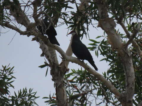 Image of Metallic Pigeon