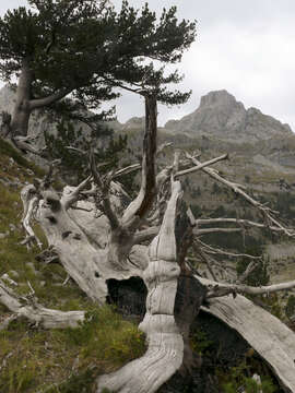 Image de Pin de Bosnie