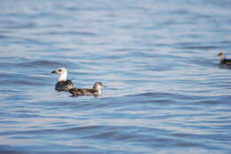 Imagem de Puffinus mauretanicus Lowe 1921