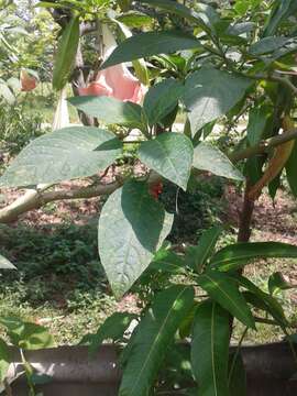 Image of Brugmansia insignis (Barb-Rodr.) T. E. Lockwood ex E. Wade Davis