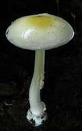 Image of Amanita albocreata (G. F. Atk.) E.-J. Gilbert 1941