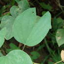 Слика од Bauhinia ungulata L.