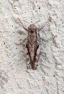 Image of Melanoplus oregonis Otte & D. 2012