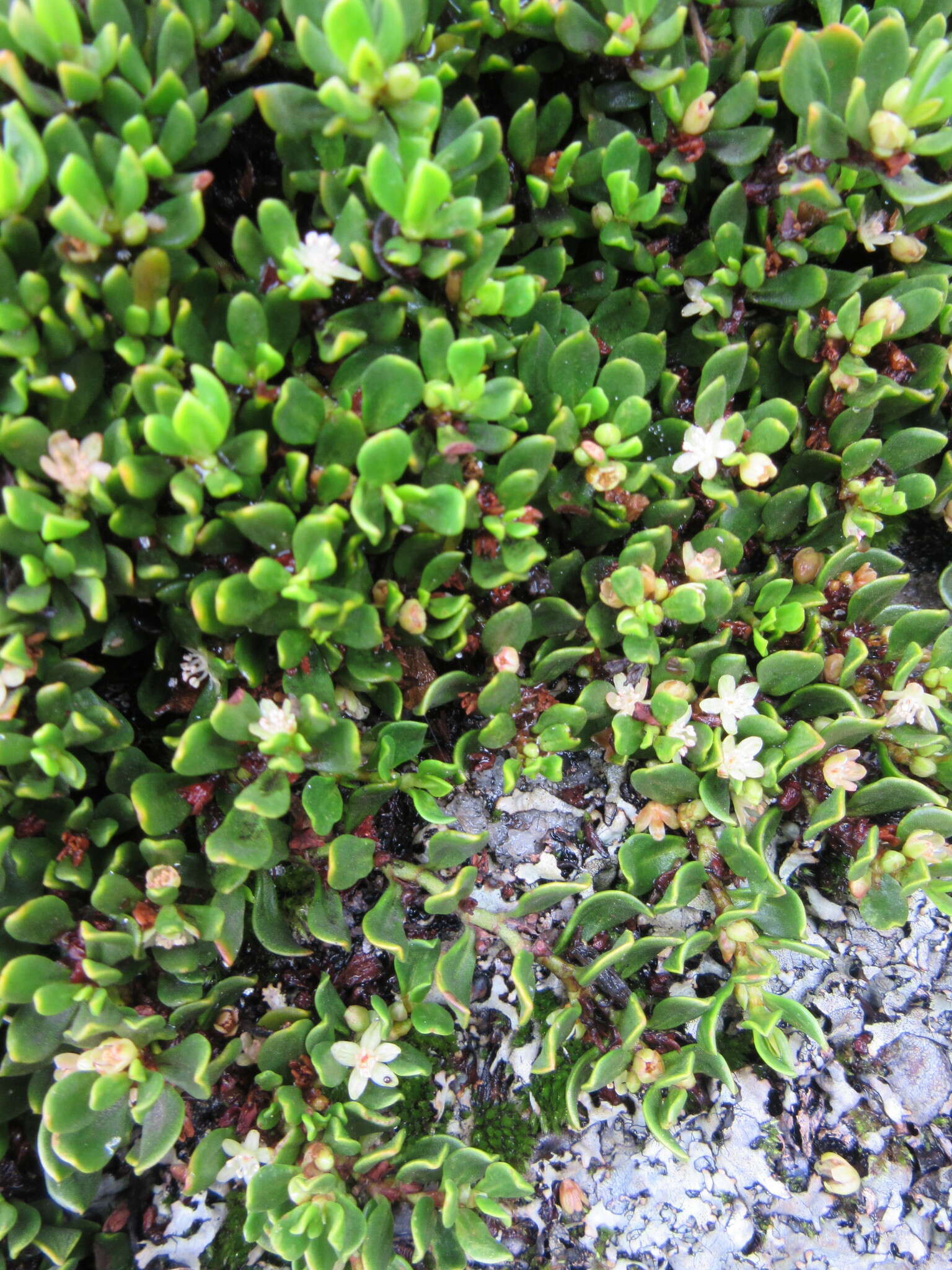 Image of Muehlenbeckia volcanica (Benth.) Endlicher