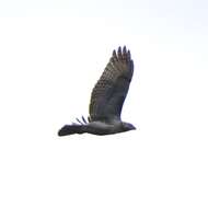 Image of Eastern Red-tailed Hawk