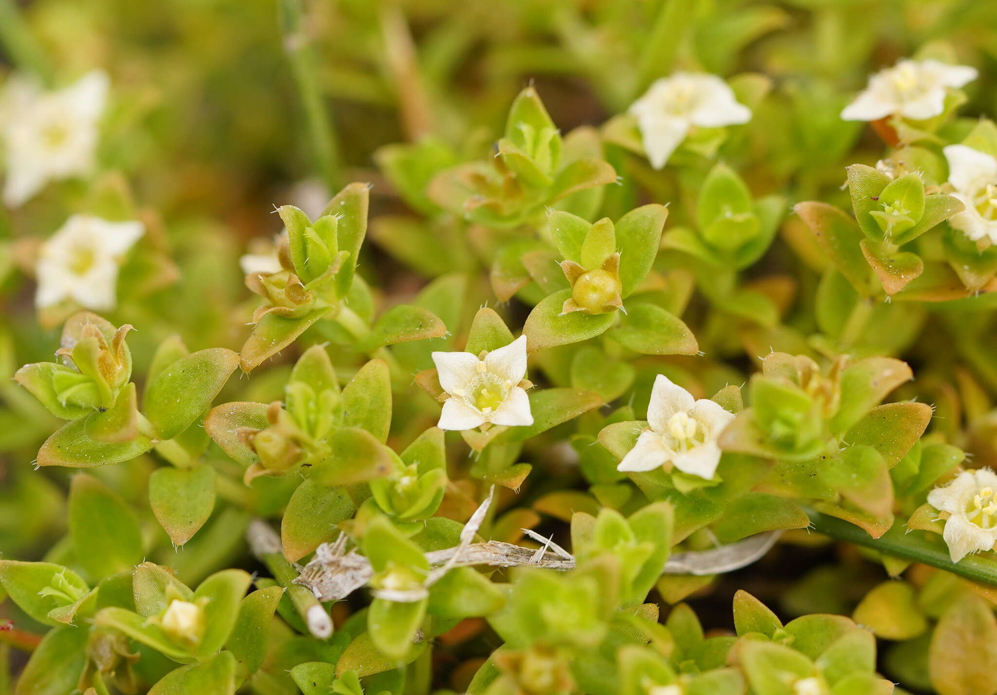 Imagem de Mitrasacme serpyllifolia R. Br.