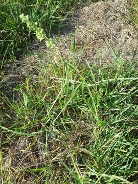 Asclepias stenophylla A. Gray resmi