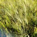 Plancia ëd Stipa capillata L.