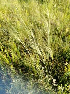 Image de Stipa capillata L.