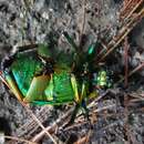 Imagem de Chrysina macropus (Francillon 1795)