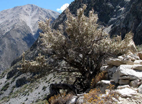 Image of curl-leaf mountain mahogany