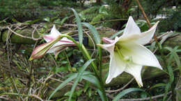 Image of Formosa lily