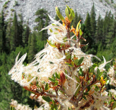 Image of curl-leaf mountain mahogany