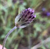 Sivun Trifolium albopurpureum Torr. & A. Gray kuva