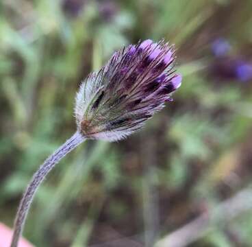 صورة Trifolium albopurpureum Torr. & A. Gray